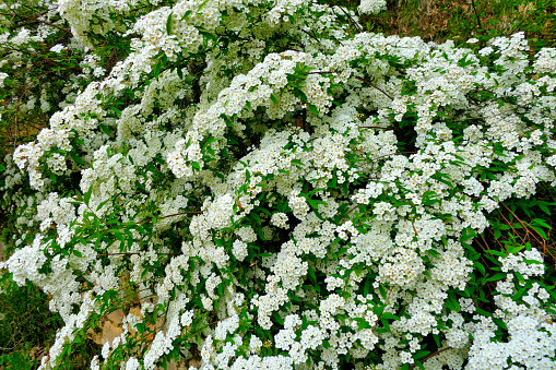 White flowering shrub Spirea arguta also known as Brides wreath growing over a limestone wall