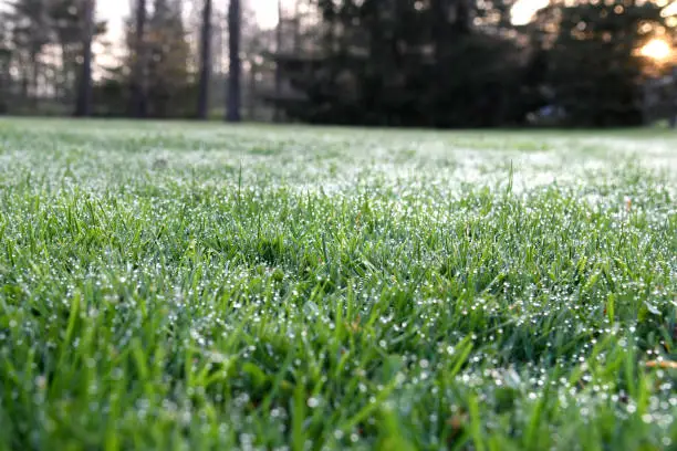 Sun rising over grass with dew