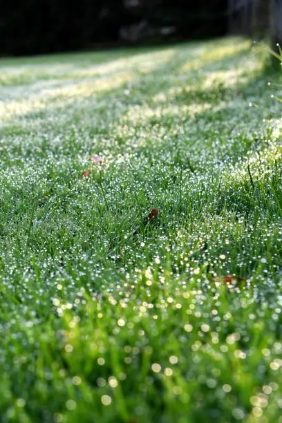 Sunlight over grass with dew