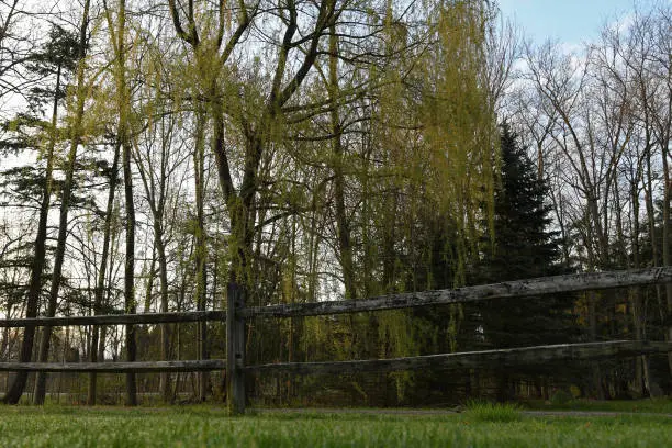 Willow tree behind country fence