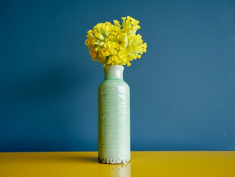 Bunch of wild cowslips in turquoise ceramic vase on yellow sideboard against petrol blue wall.