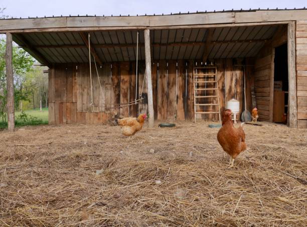 istock Free range chicken with wooden barn. 1486296746