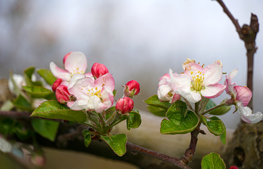 Cherry tree blossom on Lake Constance in close-up