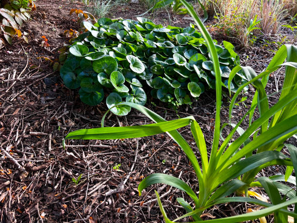 Garden with Wild Ginger Garden with Wild Ginger in the back ginger stock pictures, royalty-free photos & images