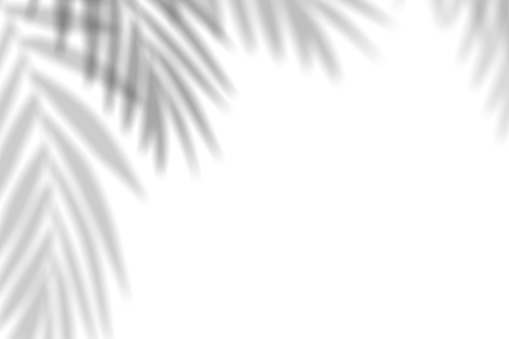 Leaves shadow, Coconut Palm leaf overlay on white background