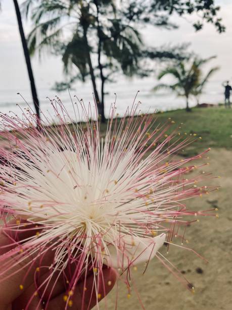 Flowers that fall to the ground