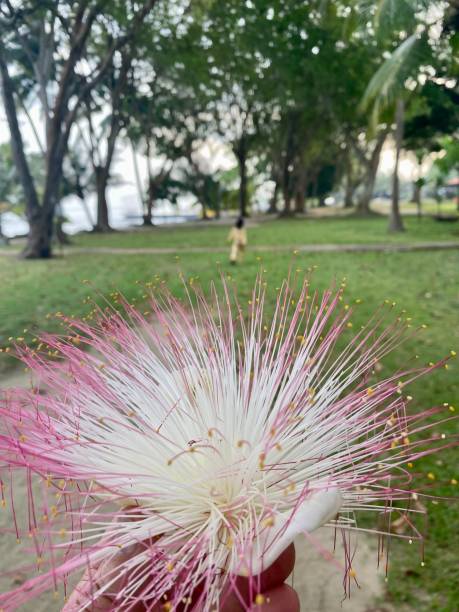 istock Flowers that fall to the ground 1486306181