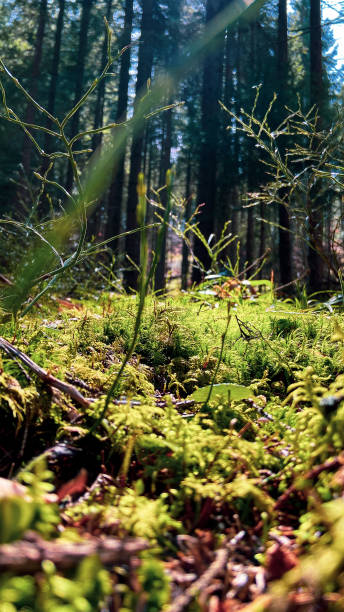 istock Moss and blubbery bushes in the forest 1486306501