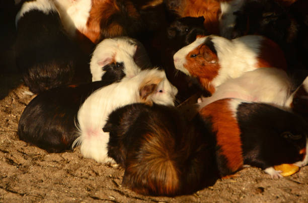 Groep of Guinea pigs foraging together in the morning sun.