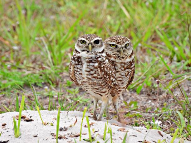 istock Burrowing Owls (Athene cunicularia)  - standing in sand near their burrow 1486307863