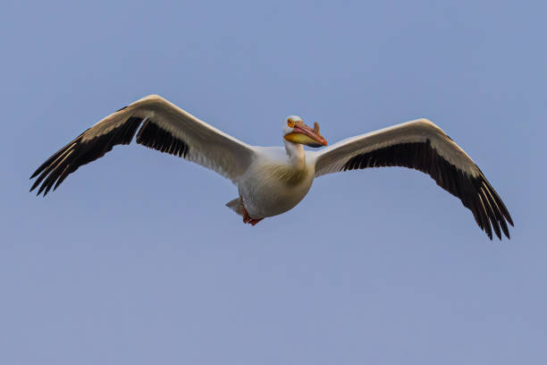 istock White Pelican in Colorado 1486309252