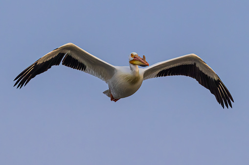 A wild white pelican flying around a state park in Colorado.