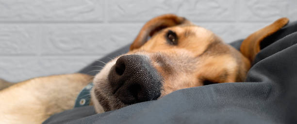 istock Banner with funny sleeping dog. Dog lifestyle. 1486309287