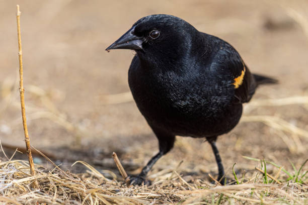 istock Red-Winged Blackbird in Colorado 1486309668
