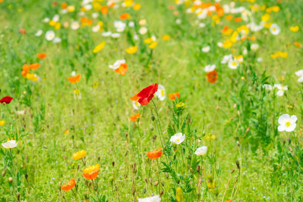 istock Pretty poppies blooming in the park 1486309692