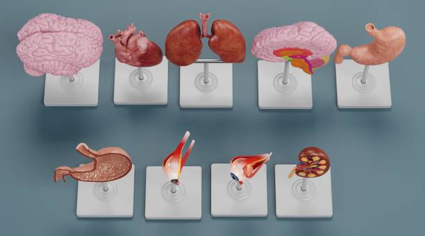 istock Realistic 3D Render of Anatomy Models 1486310028