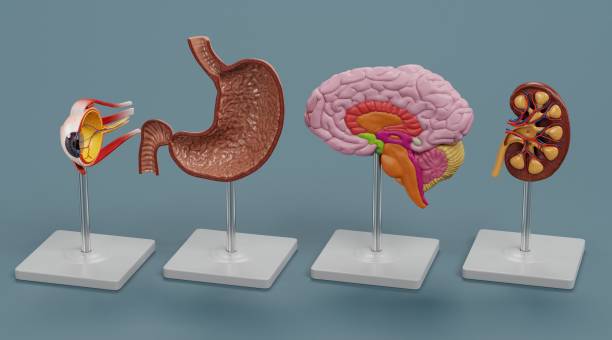 istock Realistic 3D Render of Anatomy Models 1486310032