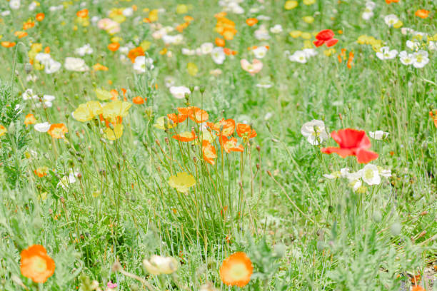 istock Pretty poppies blooming in the park 1486311129