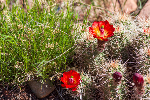 blühender rotweinbecher - claret cup stock-fotos und bilder