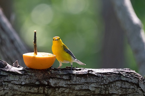 A selective focus shot of a yellow warbler bird perched near an orange slice on a branch