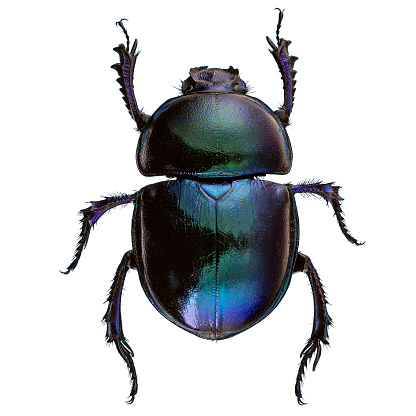 Scarab beetles with bright metallic colours on white background