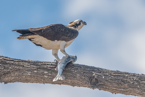 Osprey eating fish it has caught a in a lake in central Colorado, USA, North America