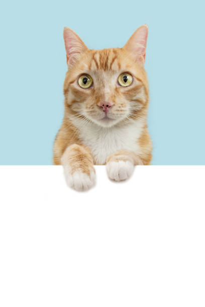 istock Portrait cute ginger orange cat looking at camera. Isolated on blue pastel background 1486318237