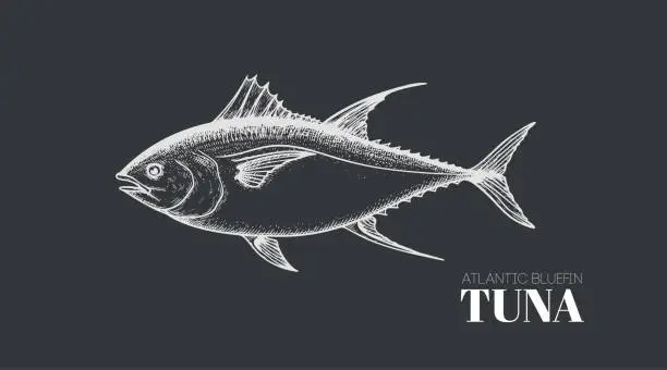 Vector illustration of Hand drawn sketch style tuna fish. Seafood design element. Best for menu, market designs and packaging. Vector illustration.