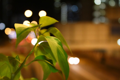 The close-up of green leaves at night with the background of blurred streetscape.