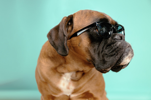 Dog with sunglasses on turquoise background.