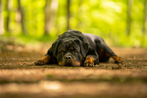 tired Rottweiler dog laying lazy outdoors on path in forest on springtime, shallow focus on pet, place for text
