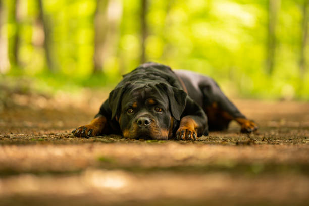 Rottweiler dog down tired in forest stock photo