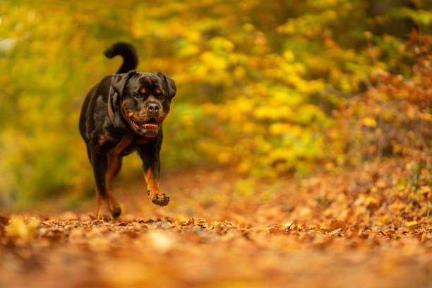 Portrait of a Rottweiler dog with space for copy