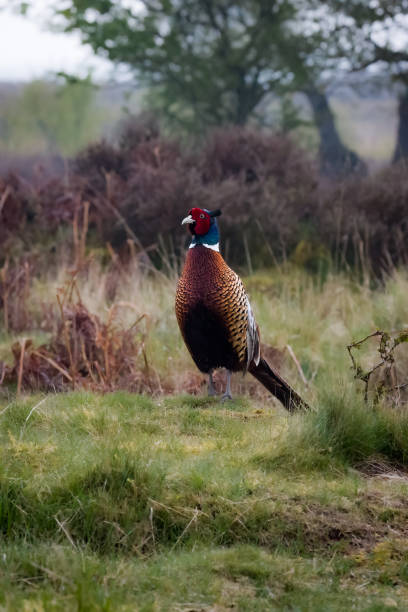 istock Pheasant Hunting Season 1486320945