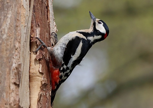 A great spotted woodpecker on a tree trunk. Dendrocopos major.