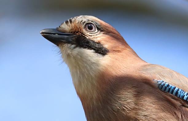 istock Closeup shot of a Eurasian jay, Garrulus glandarius. 1486322032