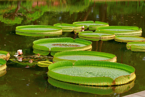 Victoria cruziana (Santa Cruz water lily, water platter) is a tropical species of flowering plant, of the Nymphaeaceae family of water lilies native to South America. The plant is a popular water garden plant in botanical gardens where its very large leaves can reach their fullest, with a thick rim up to 20 cm high.  A 25 cm diameter flower blooms for two days, arising from the underwater bud, as a white flower that turns to a deep pink on the second and final day of its bloom.