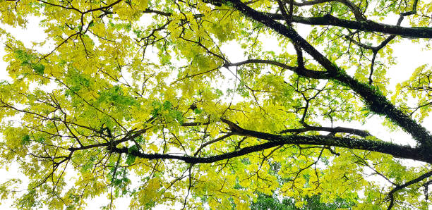 istock Beautiful big tree branch with green leaves for background 1486323913