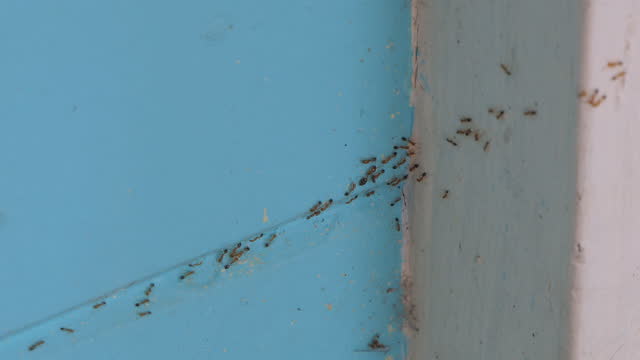 Red ant walking on house wall.