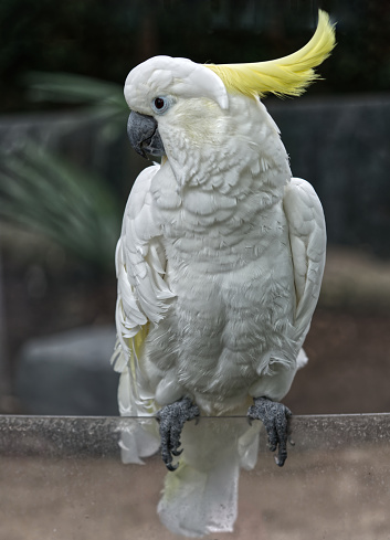 White bird with yellow plume, profile