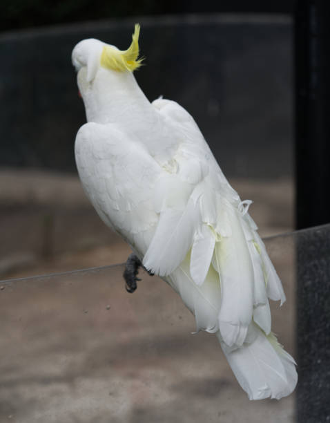 istock Sulphur crested cockatoo, rear view 1486325455