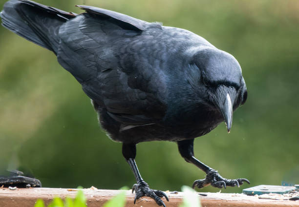 istock A large black bird arrives on the deck 1486325483
