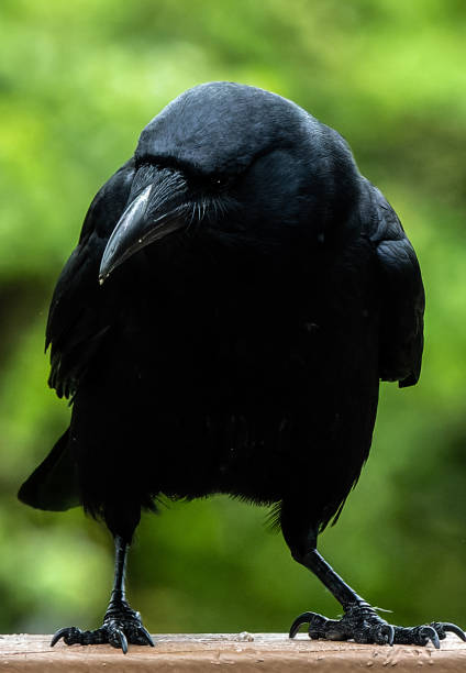 istock A large black bird arrives on the deck 1486325498