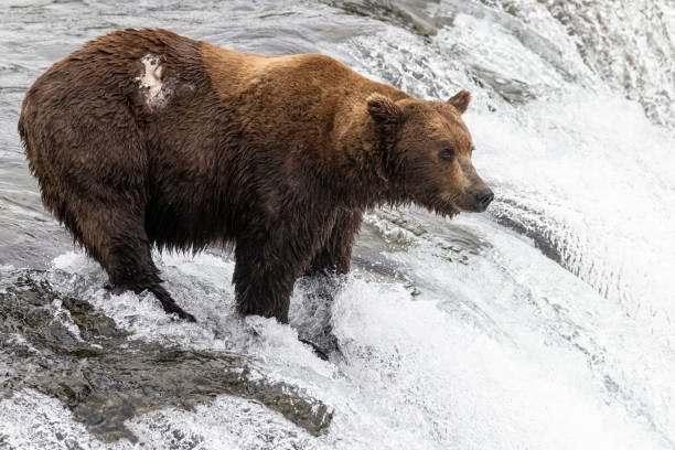 istock Coastal Brown Bear Fishing in Katmai 1486330564