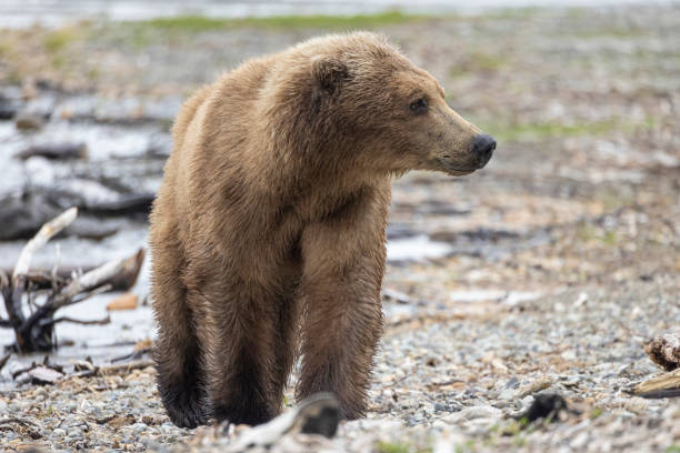 istock Coastal Brown Bear Fishing in Katmai 1486330702