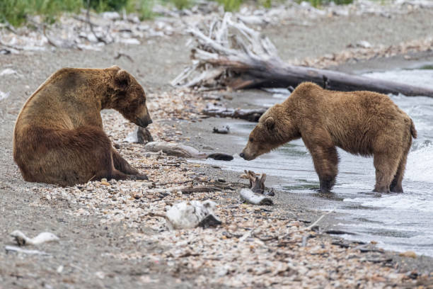 istock Courting Brown Bears in Katmai 1486331338