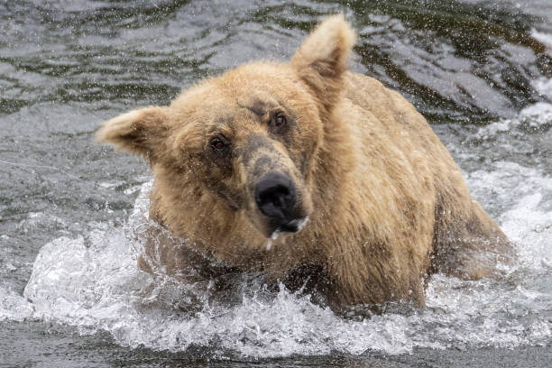istock Coastal Brown Bear Fishing in Katmai 1486332629