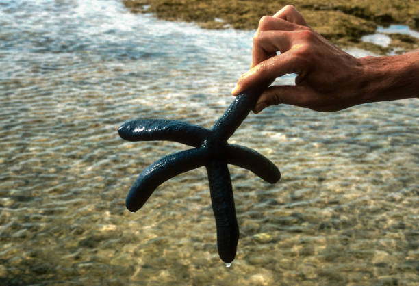 Guam - Tumon Bay - Blue Starfish - 1972