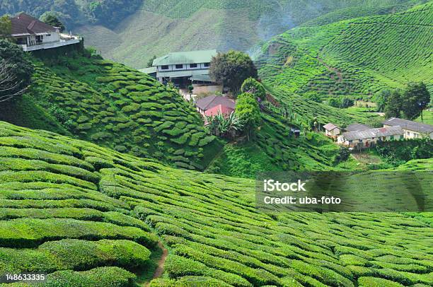 Piantagione Di Tè - Fotografie stock e altre immagini di Agricoltura - Agricoltura, Asia, Camellia sinensis