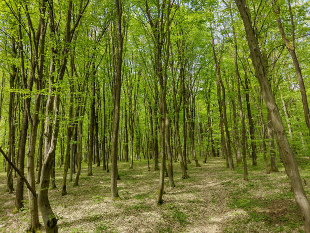 istock Forest in April in Romania. Forest landscape in the spring 1486334572